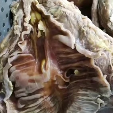 8分熟牛腩