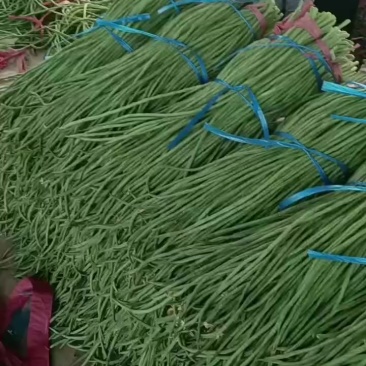 山东长豆角大量上市，地理位置优越，运输方便