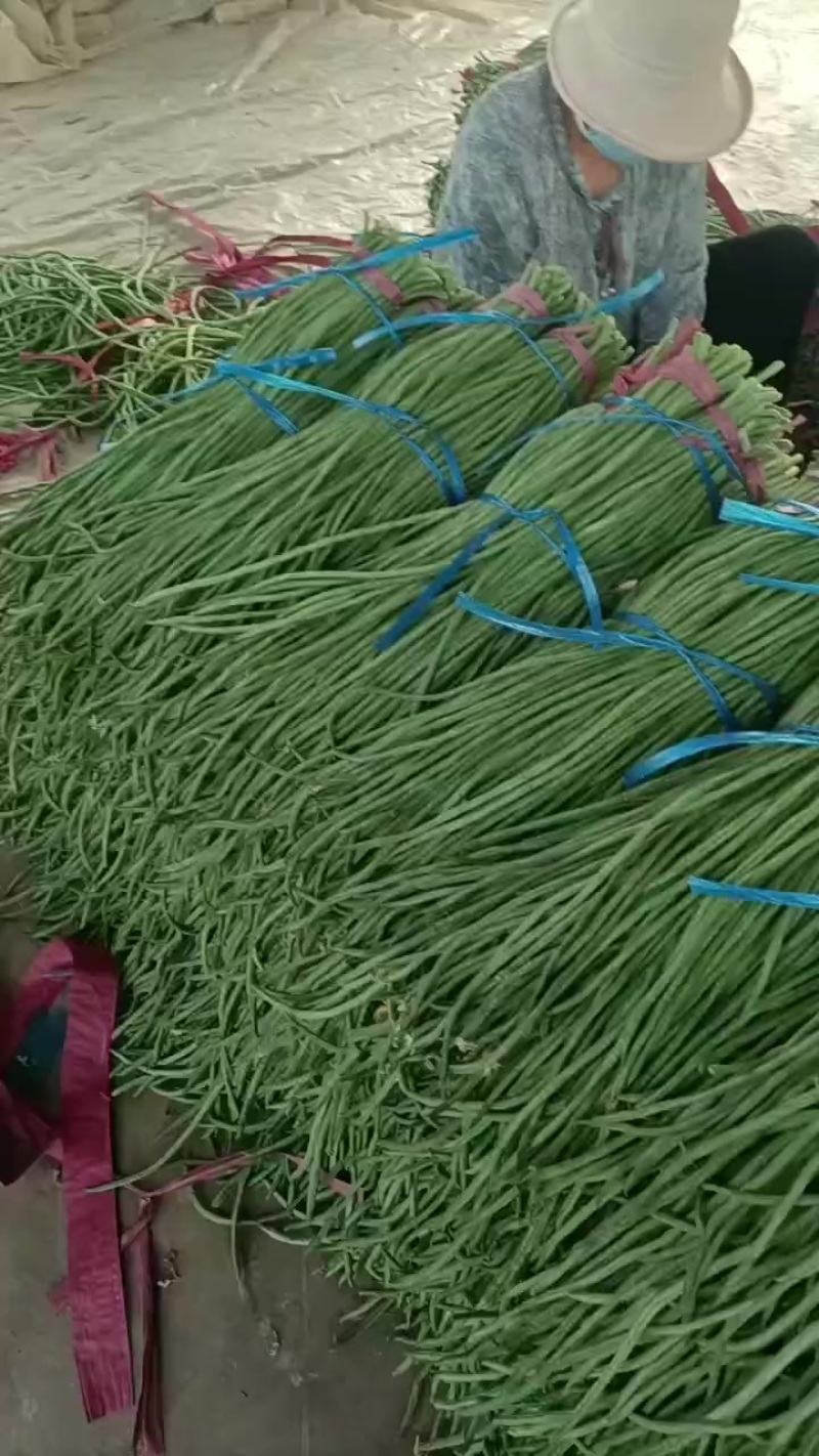 山东长豆角大量上市，地理位置优越，运输方便