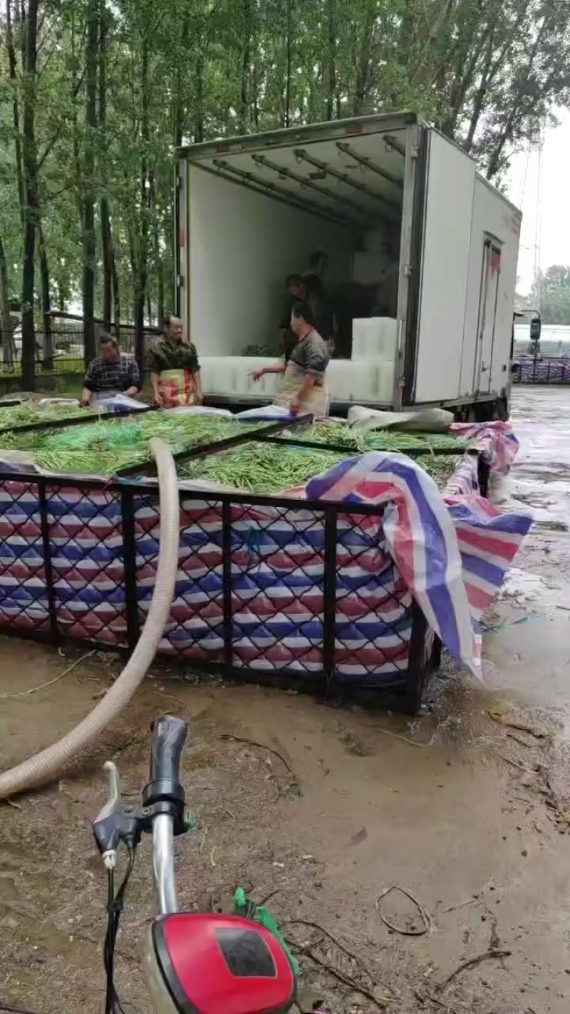 山东长豆角大量上市，地理位置优越，运输方便