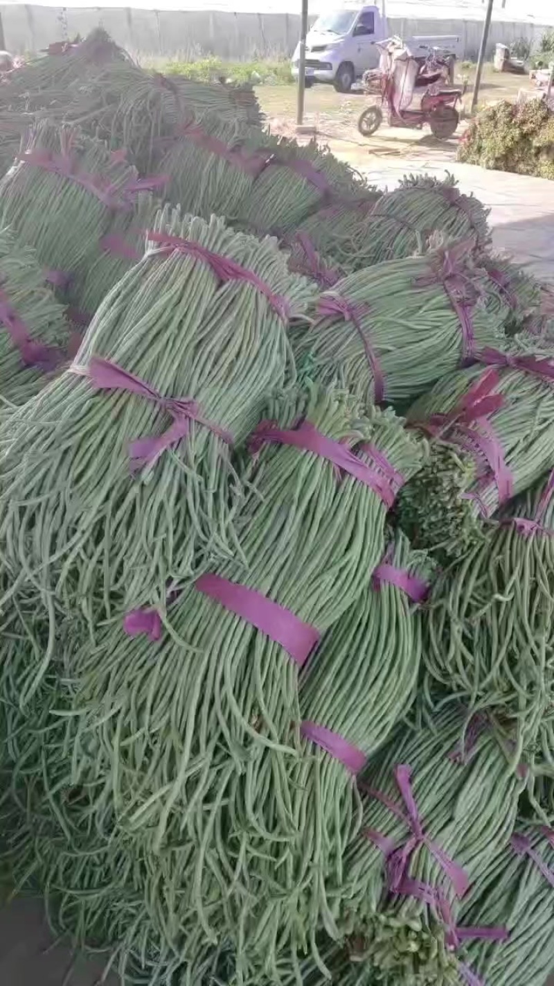 山东长豆角大量上市，地理位置优越，运输方便