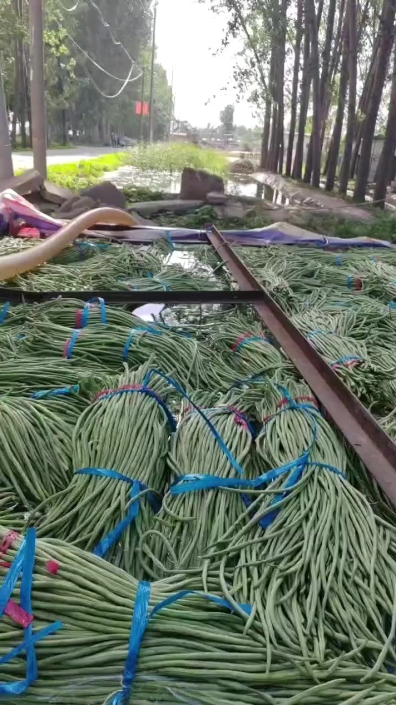 山东长豆角大量上市，地理位置优越，运输方便