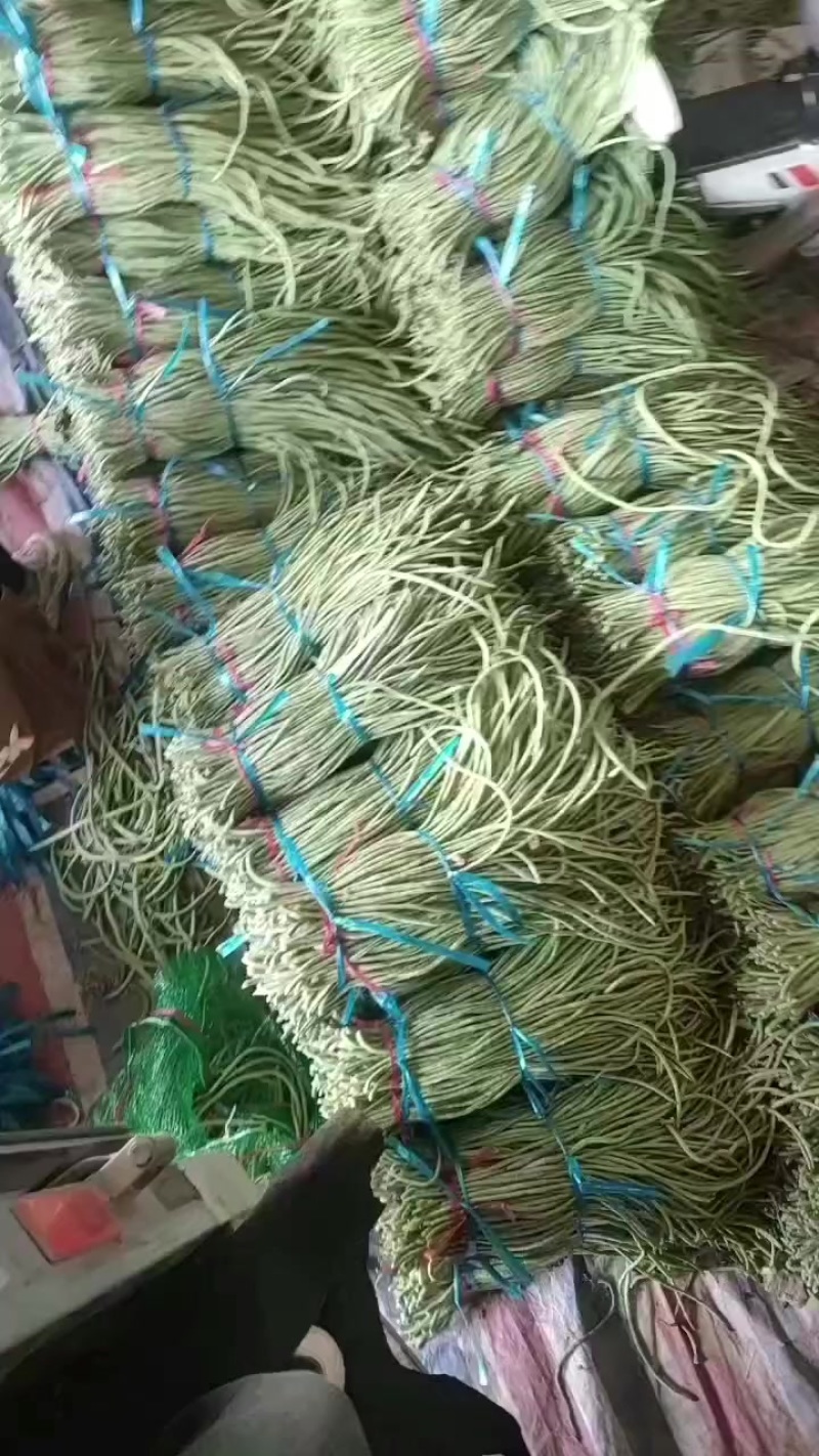 山东长豆角大量上市，地理位置优越，运输方便