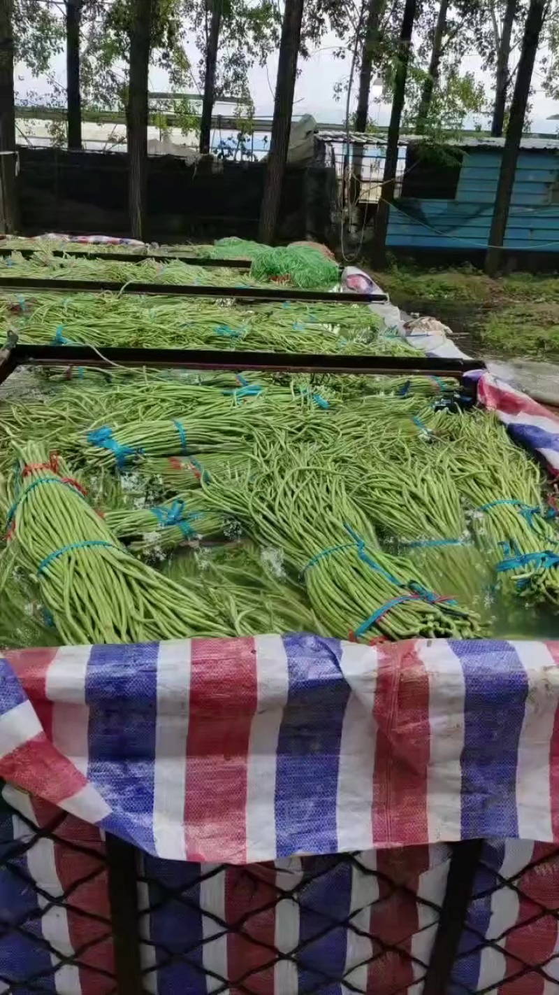 山东长豆角大量上市，地理位置优越，运输方便