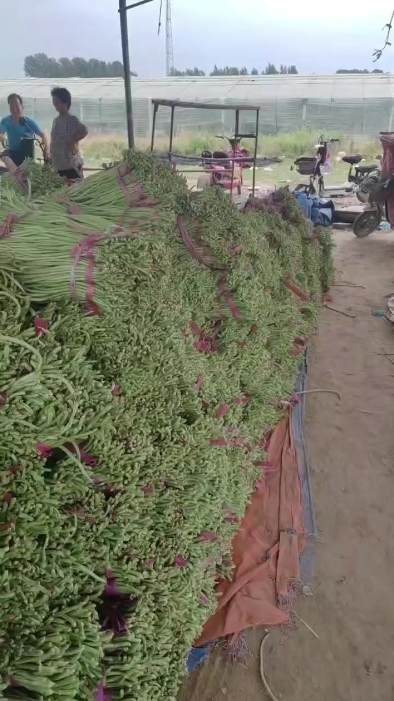 山东长豆角大量上市，地理位置优越，运输方便