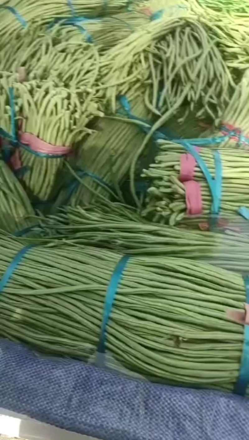 山东长豆角大量上市，地理位置优越，运输方便