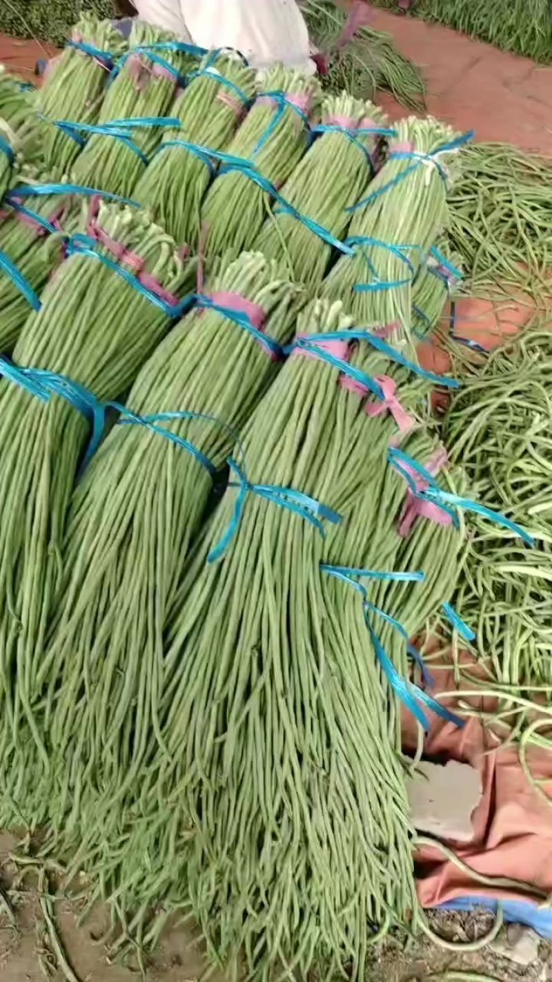 山东长豆角大量上市，地理位置优越，运输方便