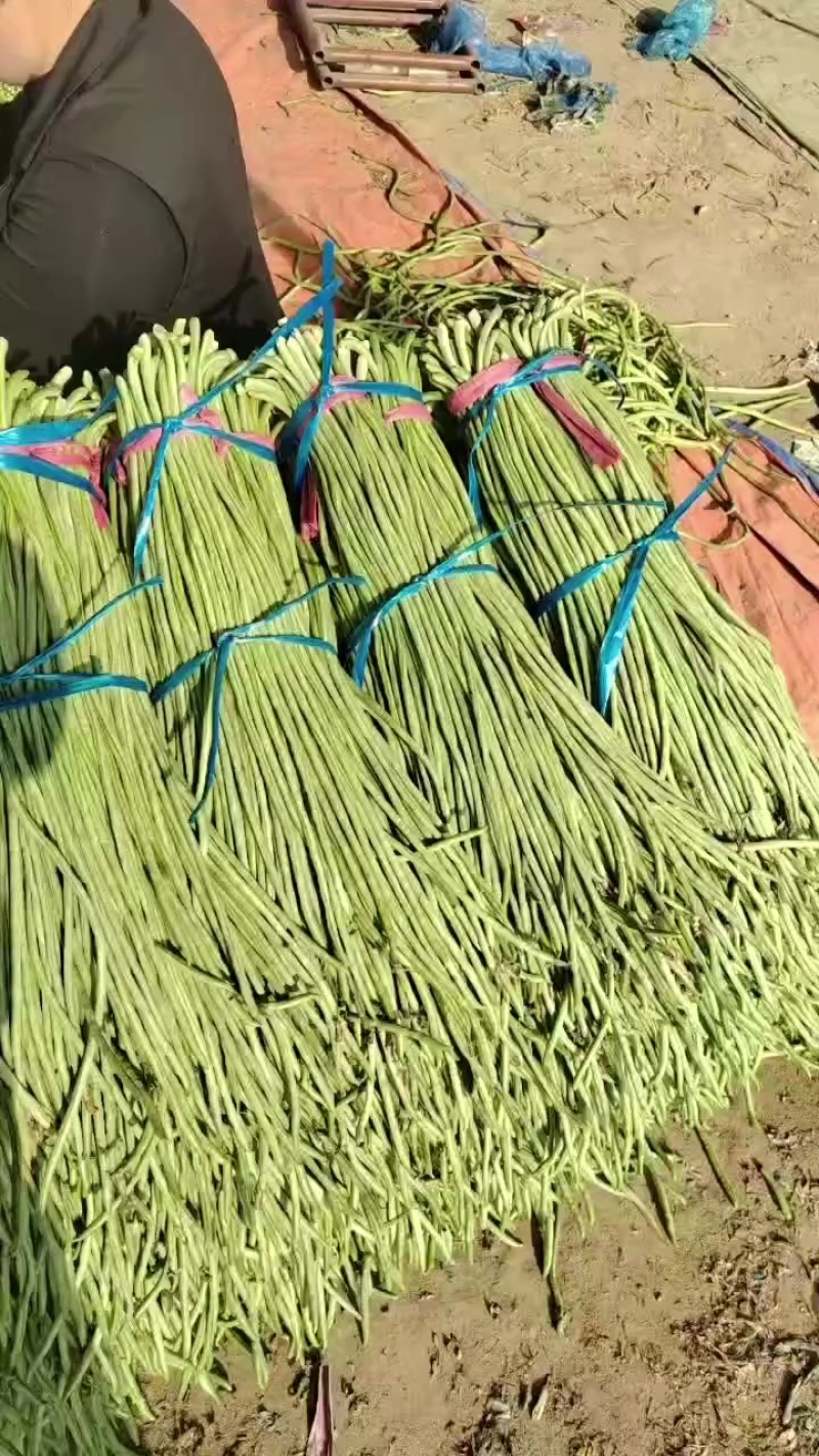 山东长豆角大量上市，地理位置优越，运输方便