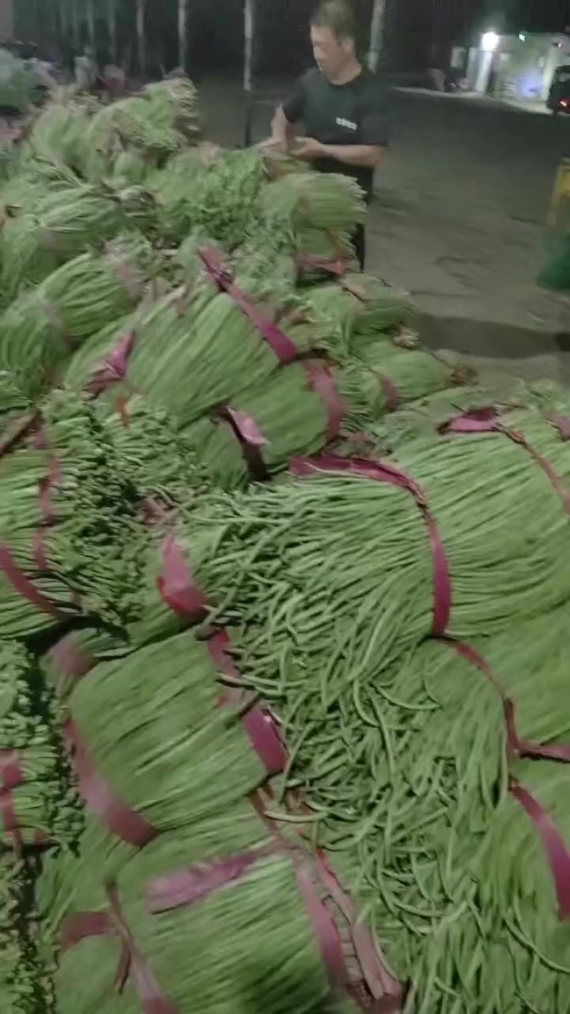 山东长豆角大量上市，地理位置优越，运输方便