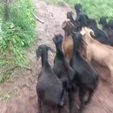 黑山羊