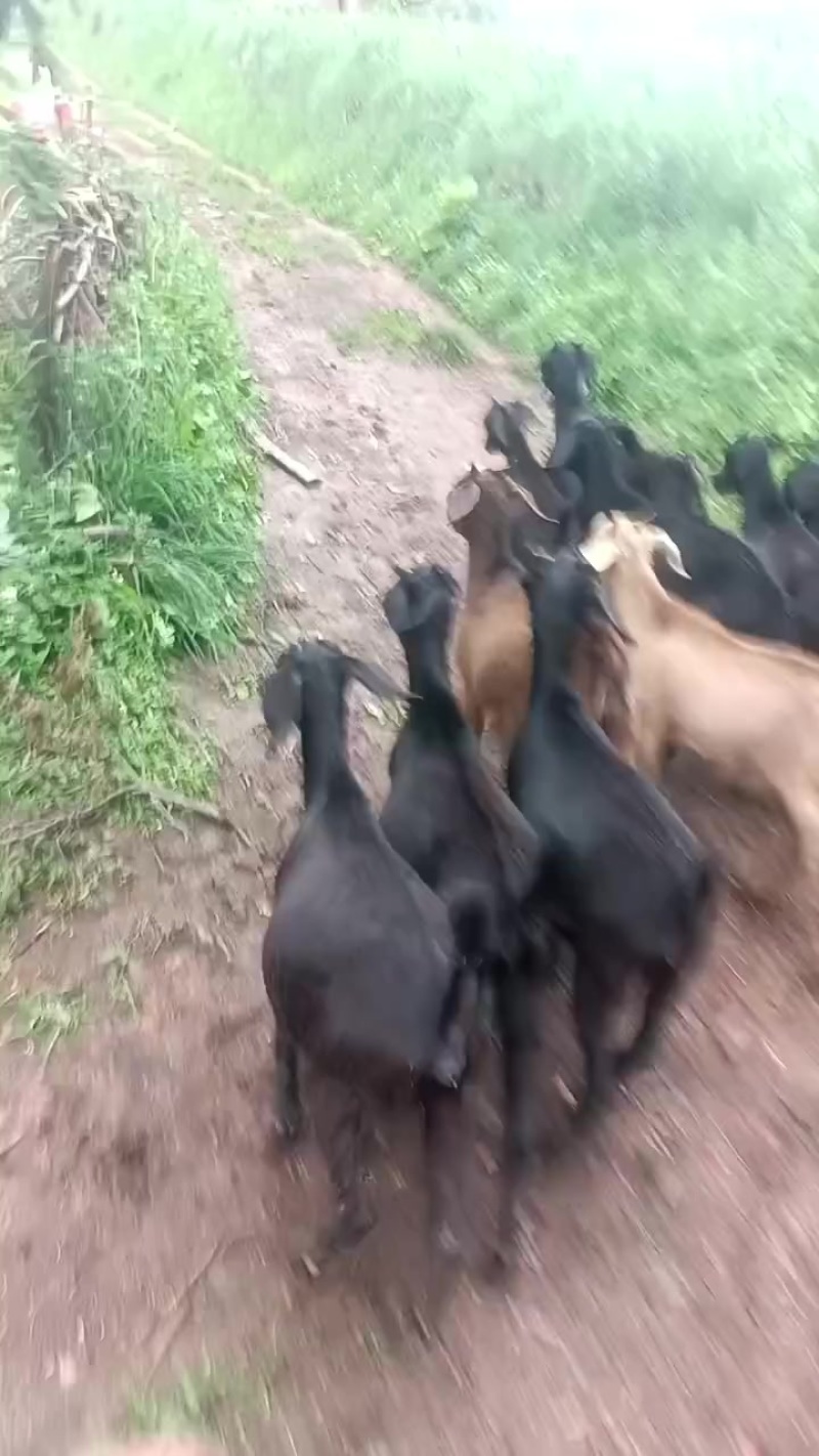 黑山羊