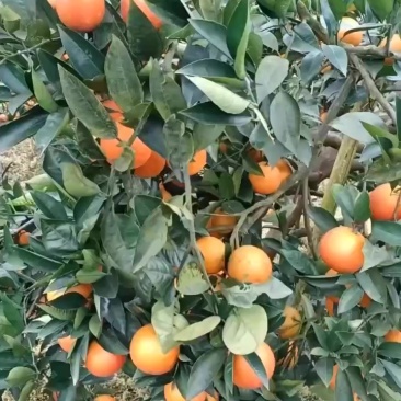 又大又红颜色好