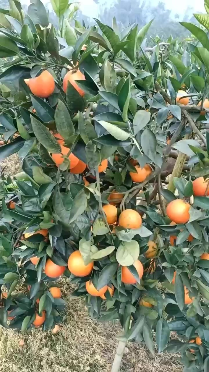 又大又红颜色好