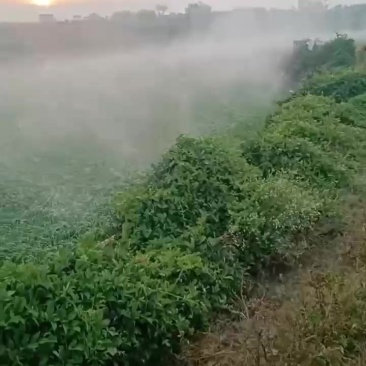 韭菜产地