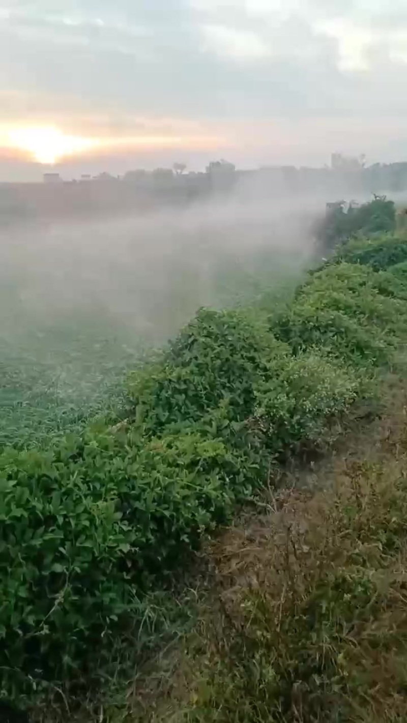 韭菜产地