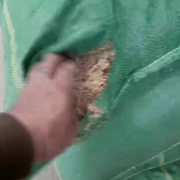 打包稻壳继续装货中！