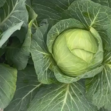 精品奥奇，净重3-4-5