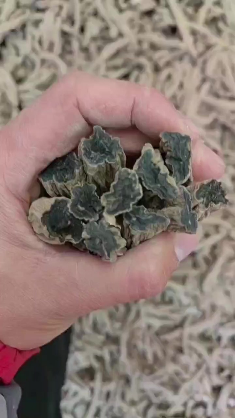 玄参芽