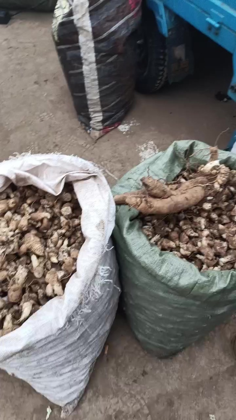 玄参芽