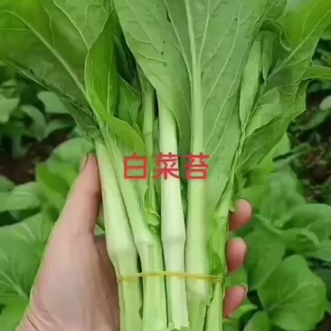 新鲜白菜苔大量出货，欢迎各位老板前来定购