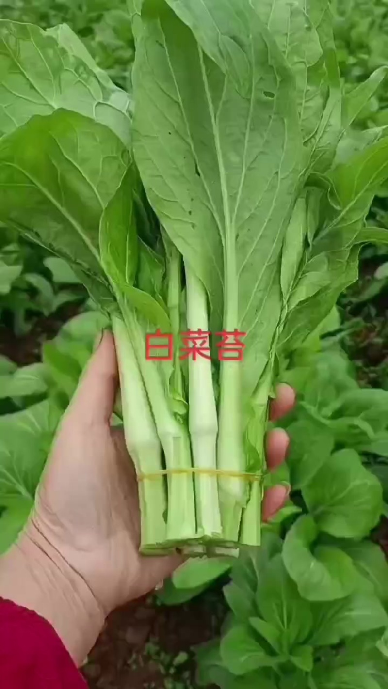新鲜白菜苔大量出货，欢迎各位老板前来定购