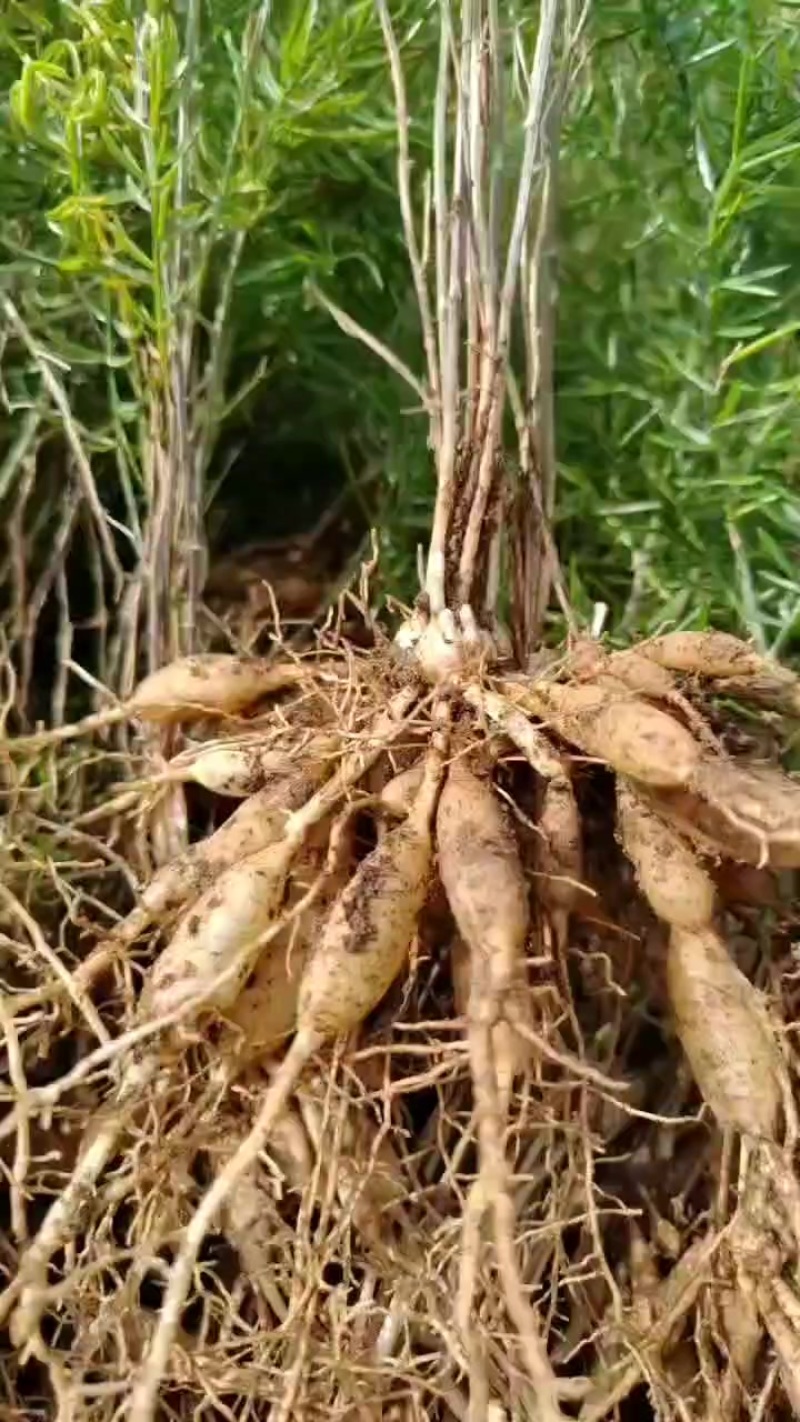 供应一年多的大天冬苗，货真价实，全程指导种植。多规格可选