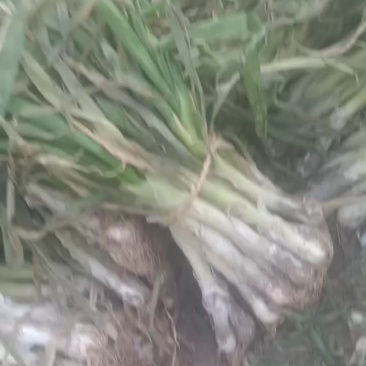 鸡腿大葱