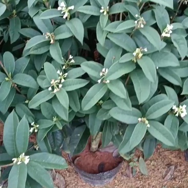 桂花