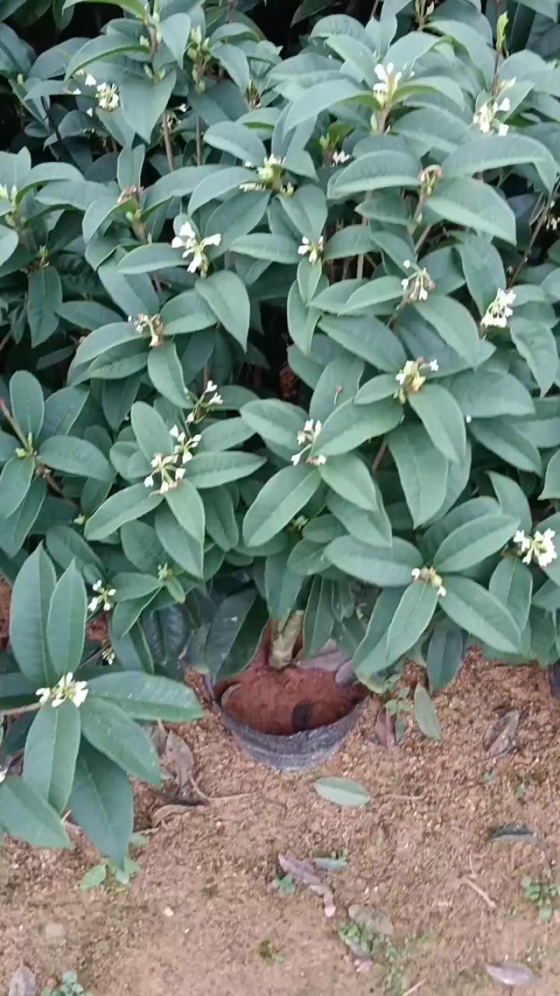 桂花