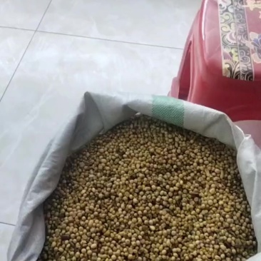 畜牧专用炒熟黄豆
