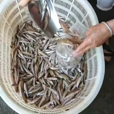 实心鱼大量有货，要的找我赶紧