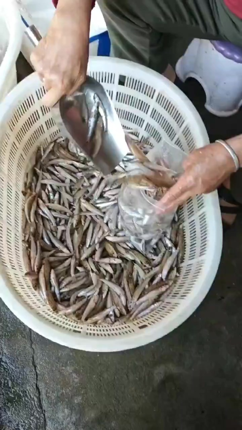 实心鱼大量有货，要的找我赶紧