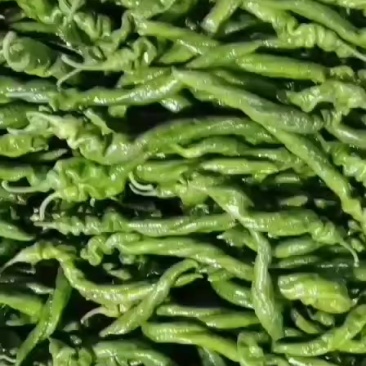 精品拢椒大量现货，产地直供，走货快