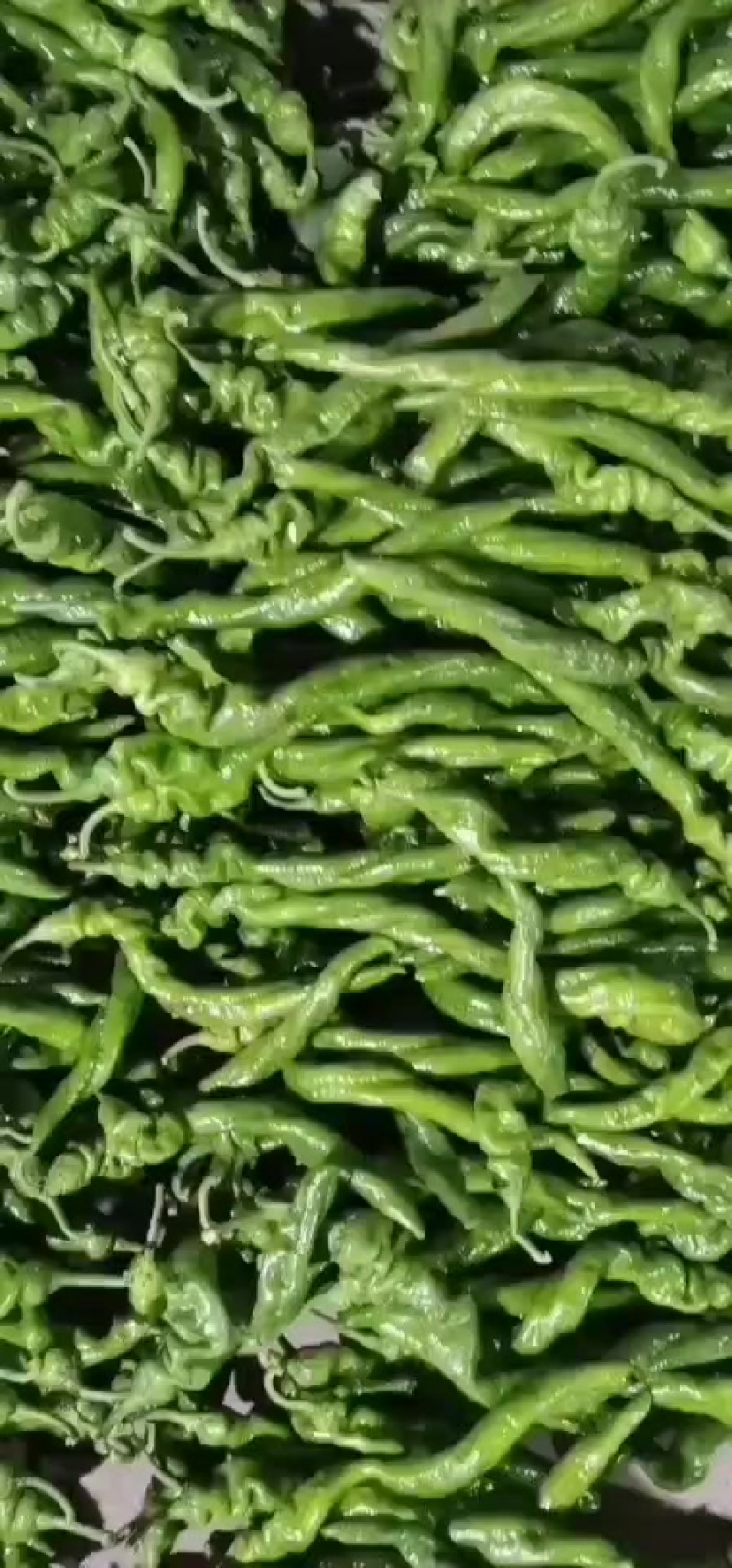 精品拢椒大量现货，产地直供，走货快