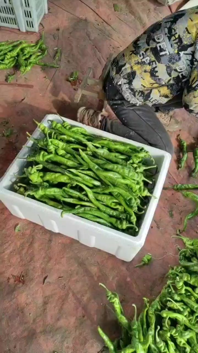 精品拢椒大量现货，产地直供，走货快