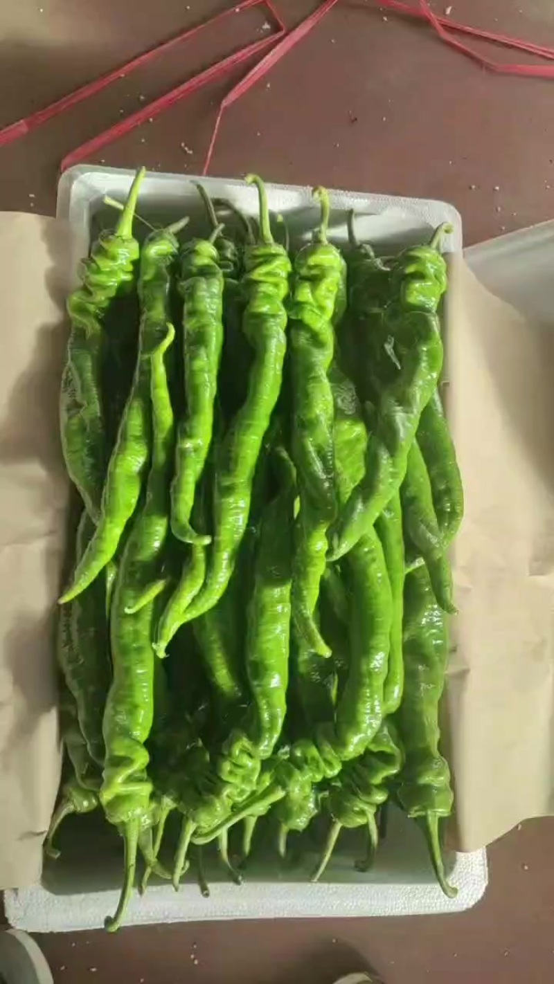 精品拢椒大量现货，产地直供，走货快