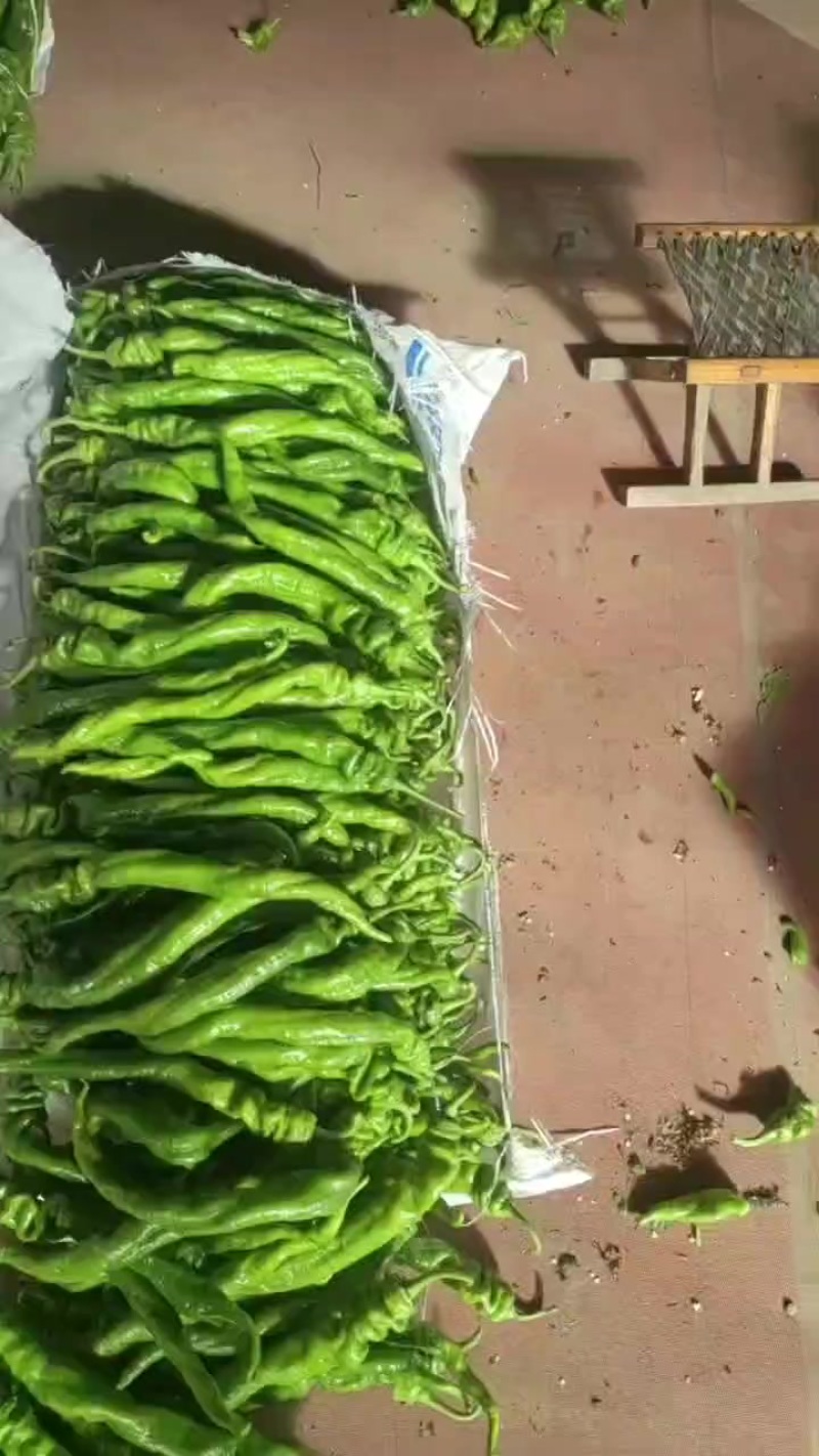 精品拢椒大量现货，产地直供，走货快