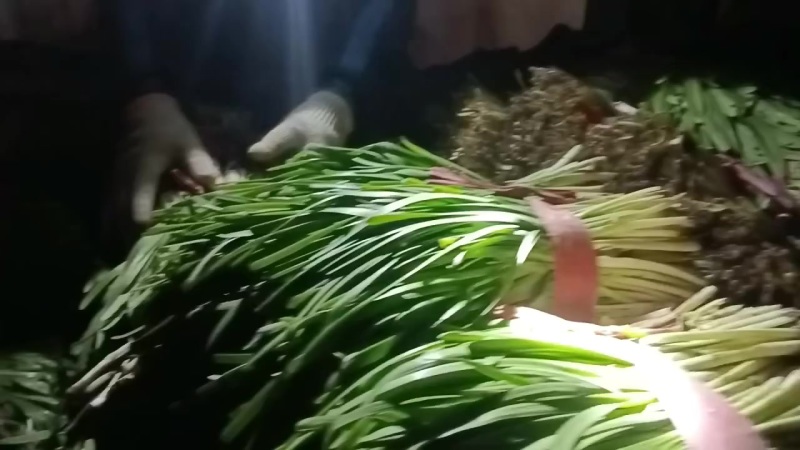 甘肃天水武山县马力蔬菜之乡韭菜