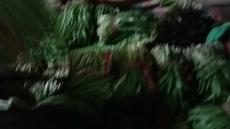 甘肃天水武山县马力蔬菜之乡韭菜