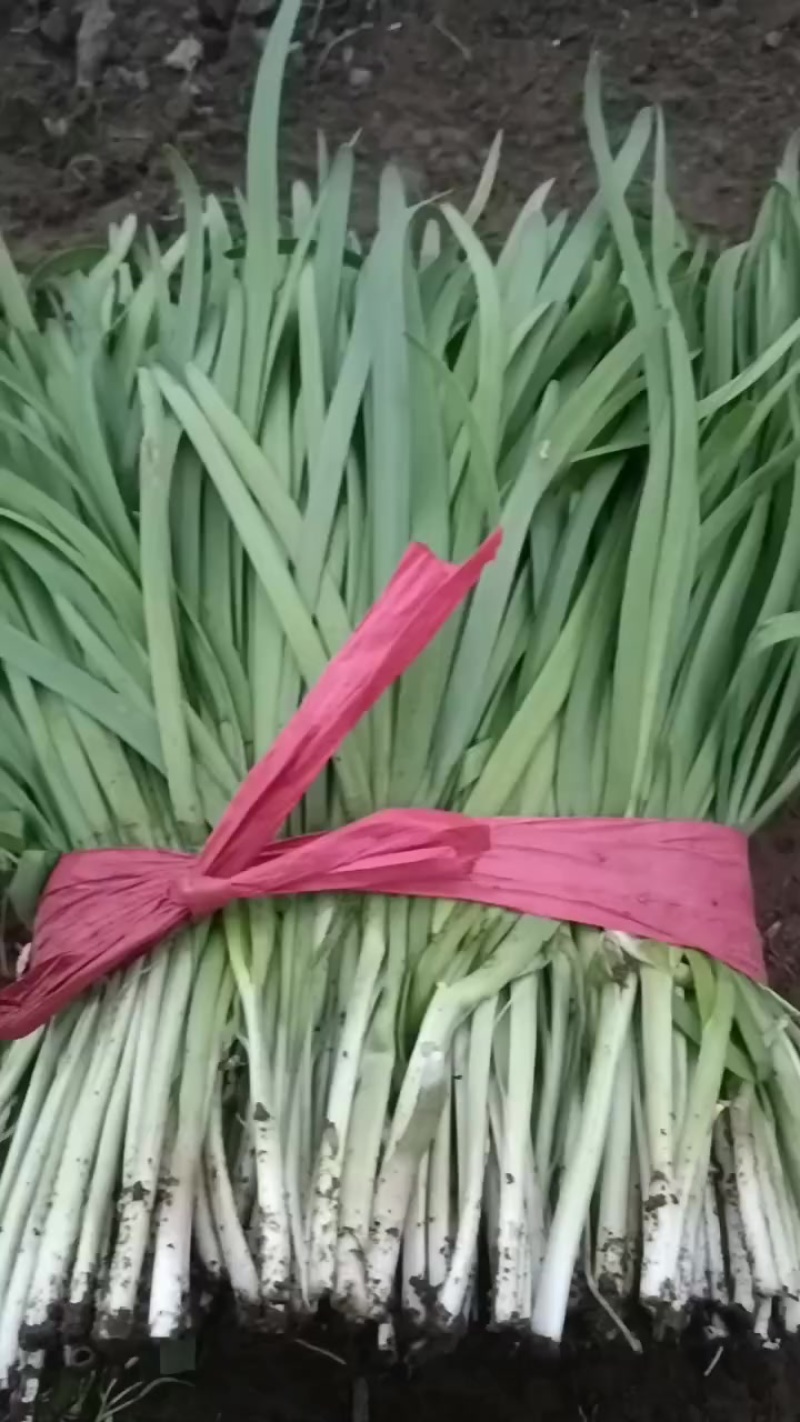 甘肃天水武山县马力蔬菜之乡韭菜