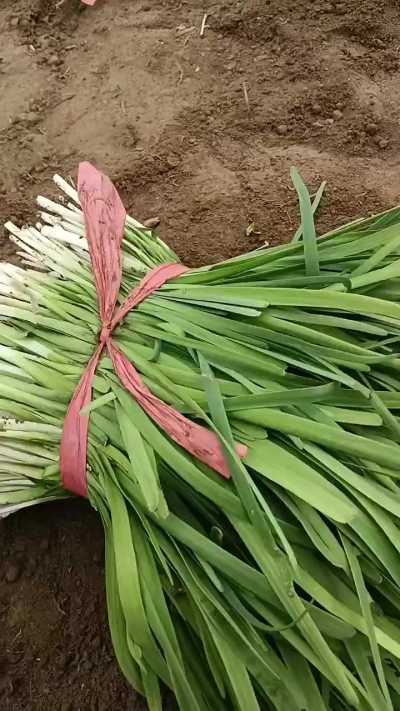 头刀韮菜
