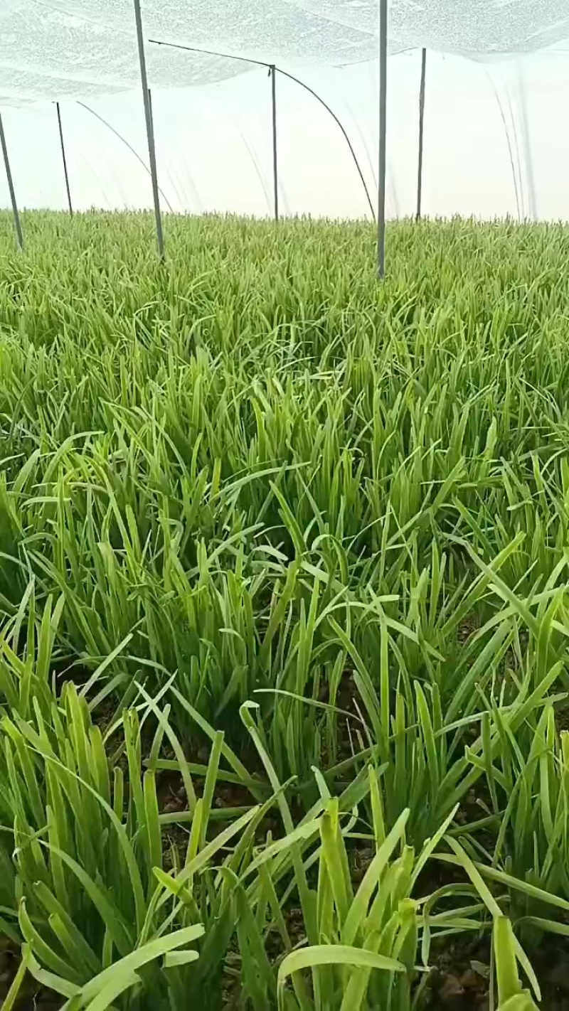 头刀韮菜