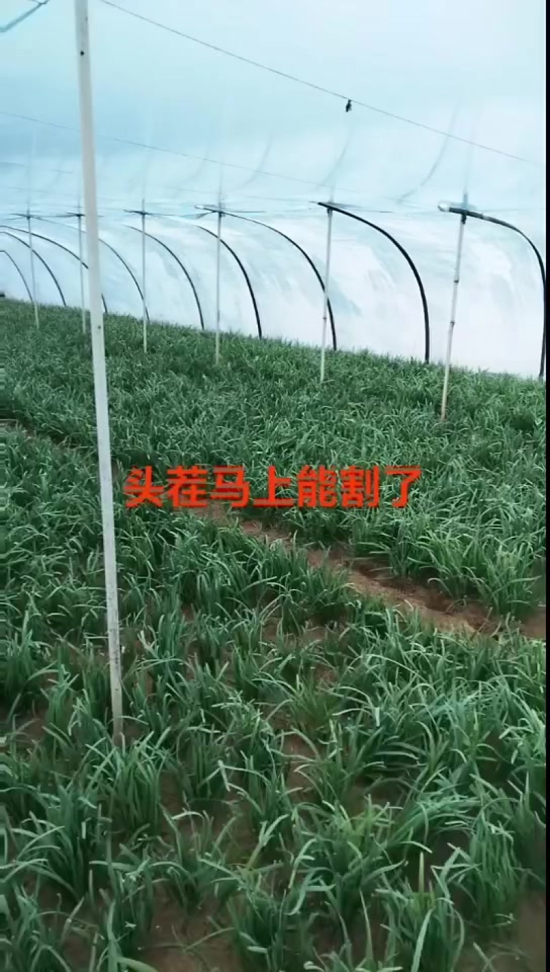 头刀韮菜