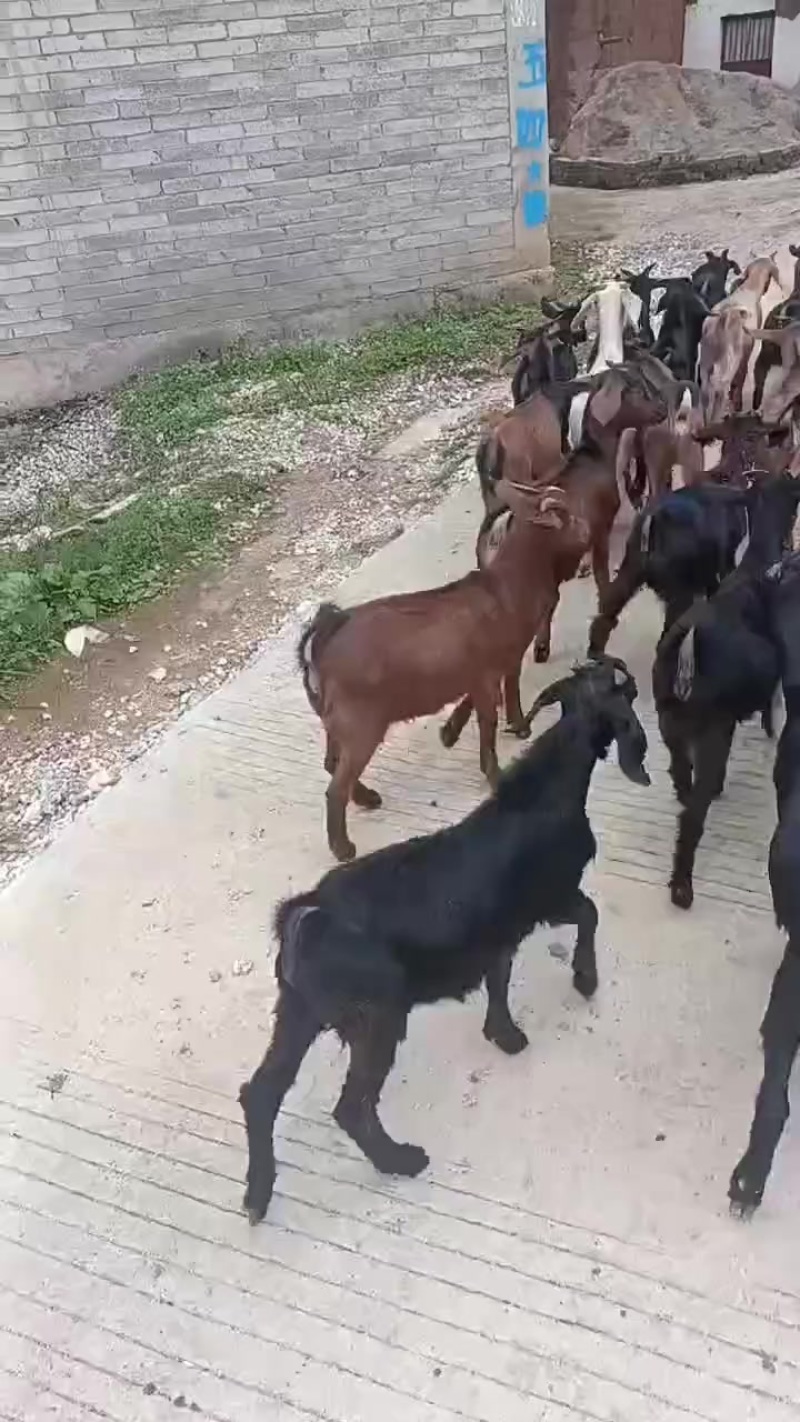 批发烤羊，种羊有需要老板联系