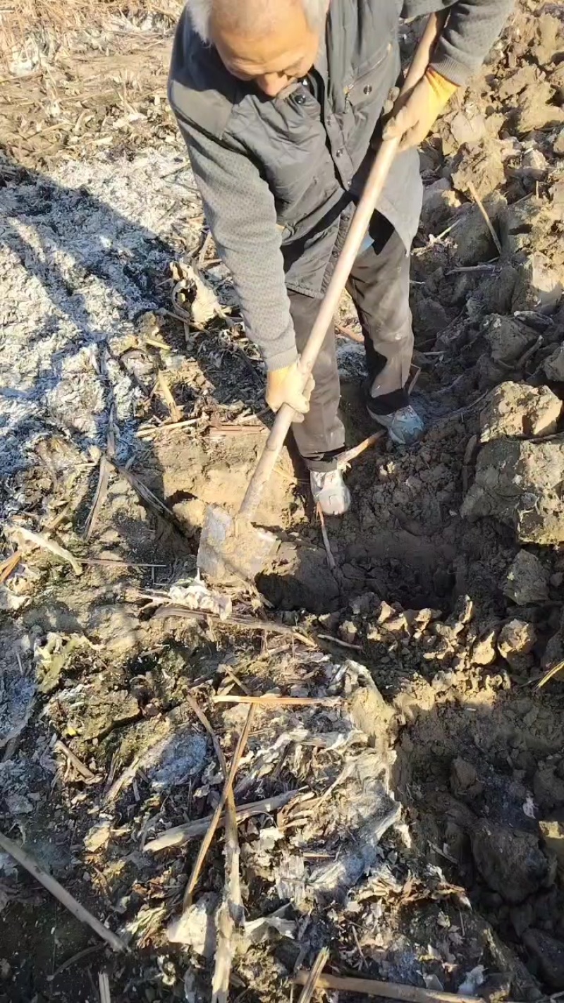 新鲜马渡白莲