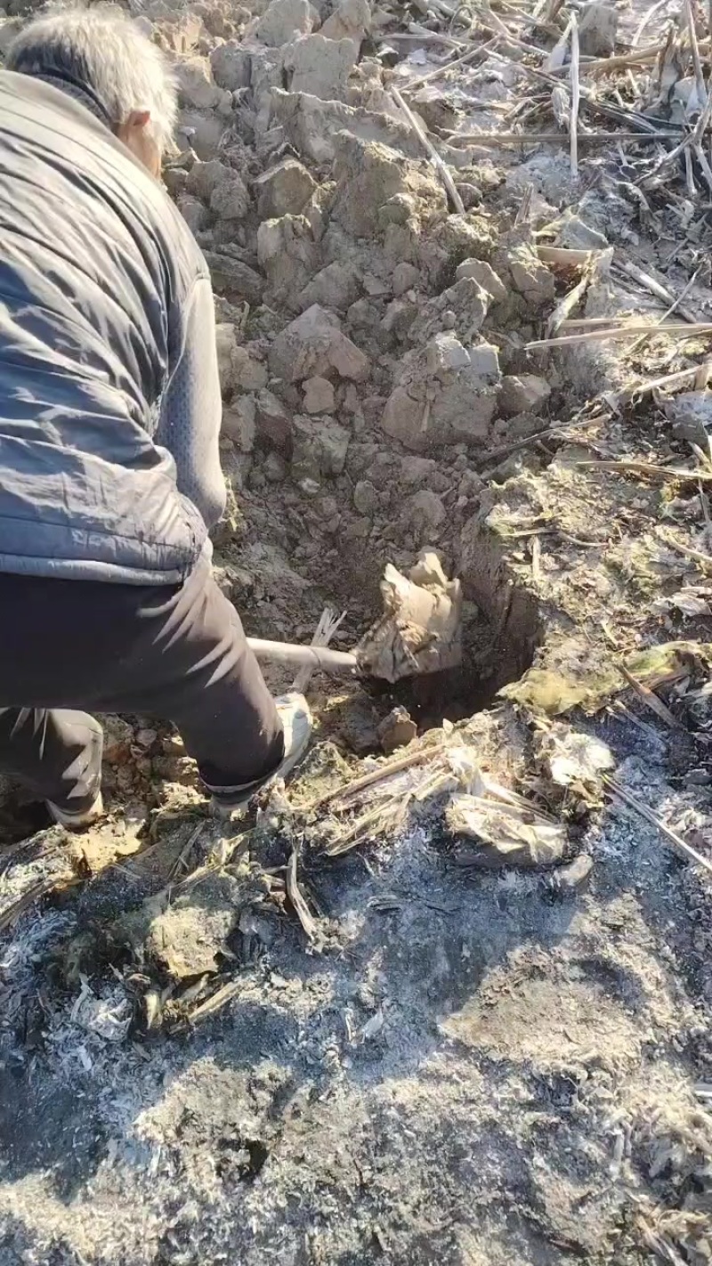 新鲜马渡白莲