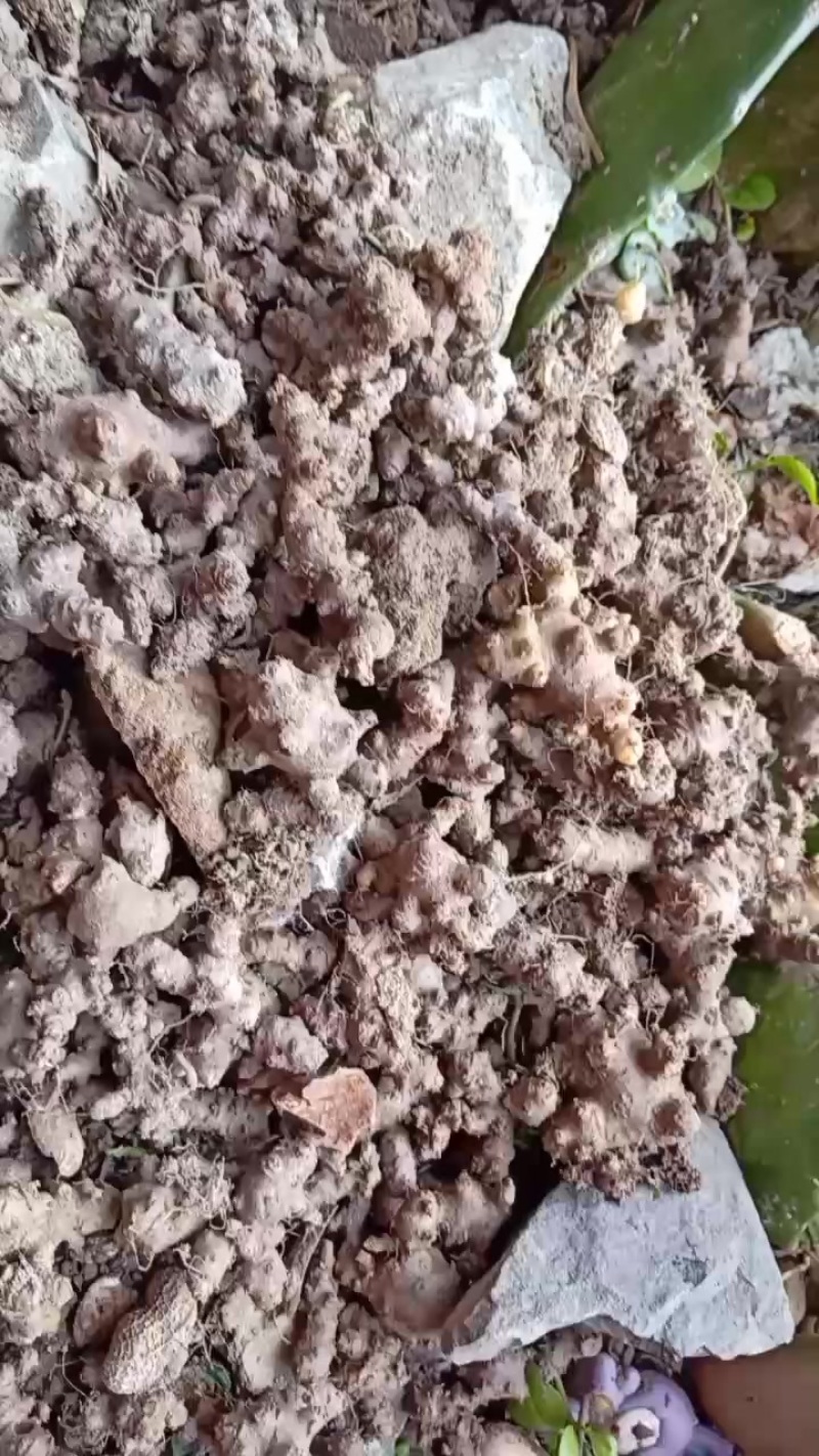 藤三七
