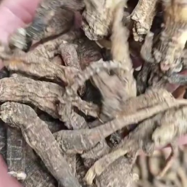 野生峨参，也叫土田七。带皮干货，干货，需要的联系