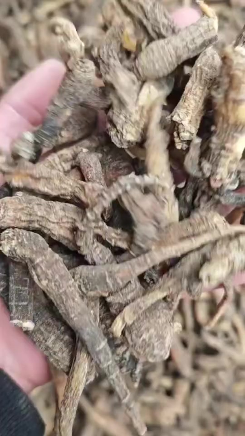 野生峨参，也叫土田七。带皮干货，干货，需要的联系