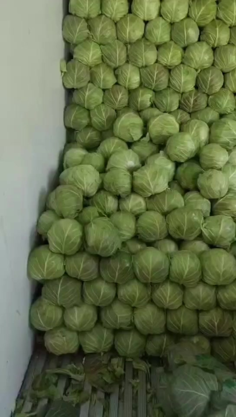 甘蓝